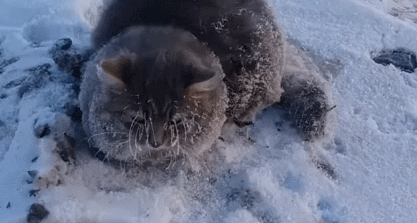 eaefb2d748f82f8c7f650b2cceb97011.gif