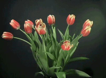 4bb7bfe36074e276da6a479465e6a5fa.gif
